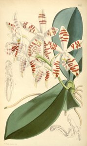 Illusztráció: Phalaenopsis sumatrana